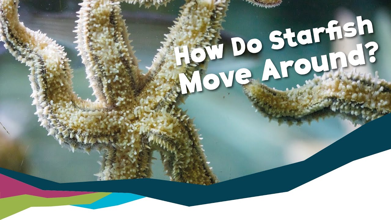How Do Starfish Move Without A Brain?