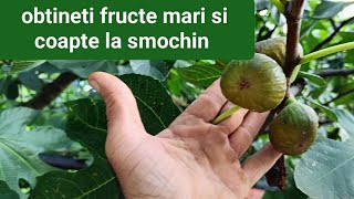 Cum să îngrijești o plantă de smochin pentru a obține fructe delicioase #smochin #plante #grădinărit