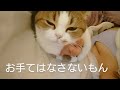 ポロロン♫　マンチ♡ #shorts
