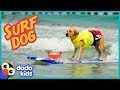 Puppy grows up to be a surfing dog  adventure animals  dodo kids
