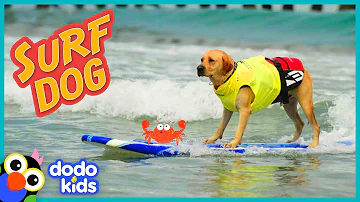 Puppy Grows Up To Be A SURFING DOG | Adventure Animals | Dodo Kids