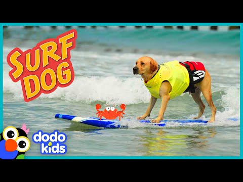 Video: Surfing Dogs жыл сайын өткөрүлүүчү үчүнчү Norcal Дүйнөлүк иттердин серфинги боюнча дүйнөлүк чемпионатына онду илип коюшат