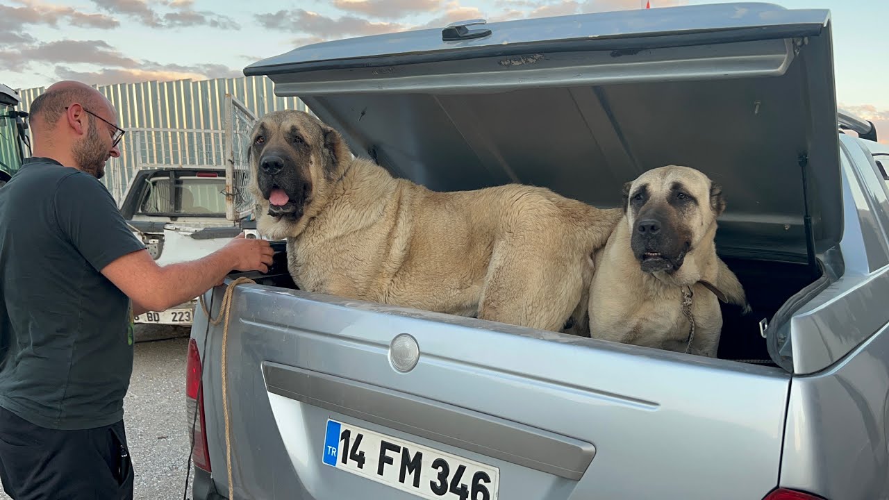 YAVRUYKEN BOLUYA VERDİĞİM ASLANLAR EŞLEŞMEK İÇİN BABA OCAĞINA DÖNDÜ| Aslanlarımız bizi gururlandırdı