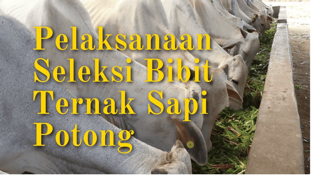 Pelaksanaan Seleksi Bibit Ternak Sapi di Instalasi Pembibitan Ternak ...