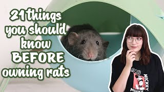 21 things you should know before owning rats!