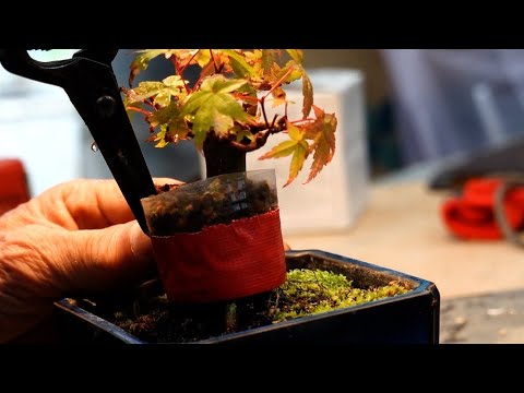 The maple cuttings hadn't taken root either, so I put them in a