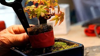 The maple cuttings hadn't taken root either, so I put them in a