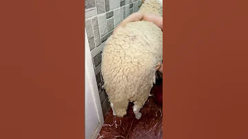 الجزايريين وخروف العيد عيد الأضحى عندنا 