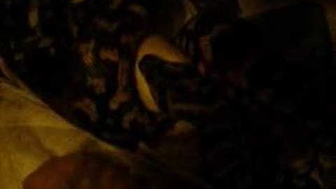 Trippy Jungle Carpet Python Eating Video