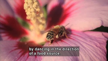 Science Video Vocab: Instinct (Accessible Preview)