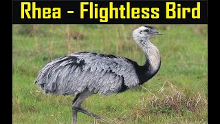 Close Up Of Rhea Flightless Bird - South American Ostrich