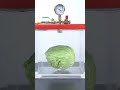 Vacuum vs Cabbage — Watch It React! 🥬💨 #experiment