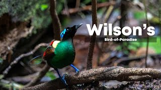 Wilson's BirdofParadise in Waigeo Rainforests | Raja Ampat #wilsonsbirdofparadise #birdsphotos