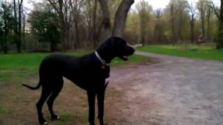 Lady & Blue - Playing - May 2, 2011 7:01 PM