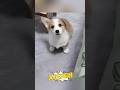 小柯基立耳瞬间 太可爱了 太神奇了 Animals Dog Dogs Puppy Pets 小柯基立耳瞬间 太可爱了 太神奇了 Animals Dog Dogs Puppy Pets