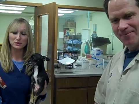 วีดีโอ: การทดสอบ Heartworm สุนัข