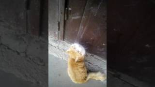 Мой кот боится улицу