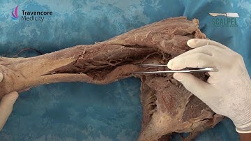 3_Arm Posterior Compartment