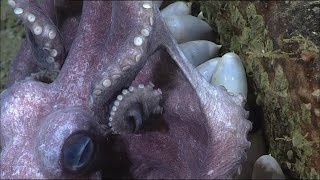 Okeanos Explorer Alaska  Octopuses., moms, eggs and babies! Or toddlers.