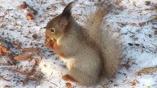 У белки вкусный орех  The squirrel has a tasty nut  松鼠有美味的坚果