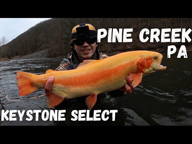 Trout Fishing Pine Creek, PA (2023) 