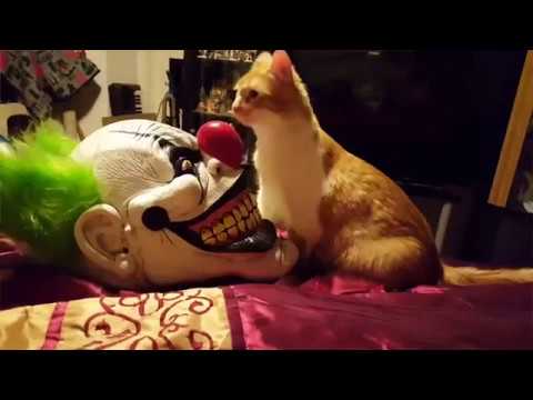 Vídeo: Miau, A Força Esteja Com Você: Conheça O Gato Do Abrigo De Animais Que Se Parece Com O Yoda