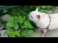 🐕🍓Чихуа-хуа ест листья клубники 27.05.2018 #чихуахуа #chihuahua