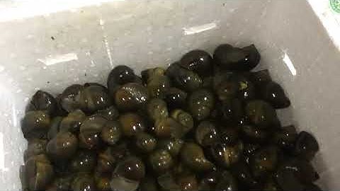 Tại sao ốc chết khi vận chuyển  .cách sử lý khi gửi đi xa . đt 0353864376