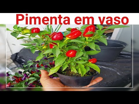 Como plantar pimenta em vaso (incio meio fim)