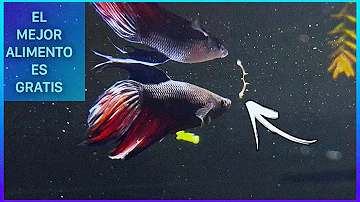 ¿Con qué frecuencia se debe alimentar a los bettas con larvas de mosquito?