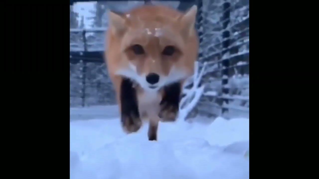 Feeding cutiful foxes with treatment for mange and fleas 😍 YouTube