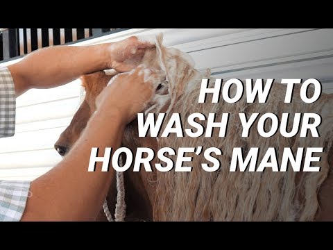 Video: How To Care For A Horse's Mane