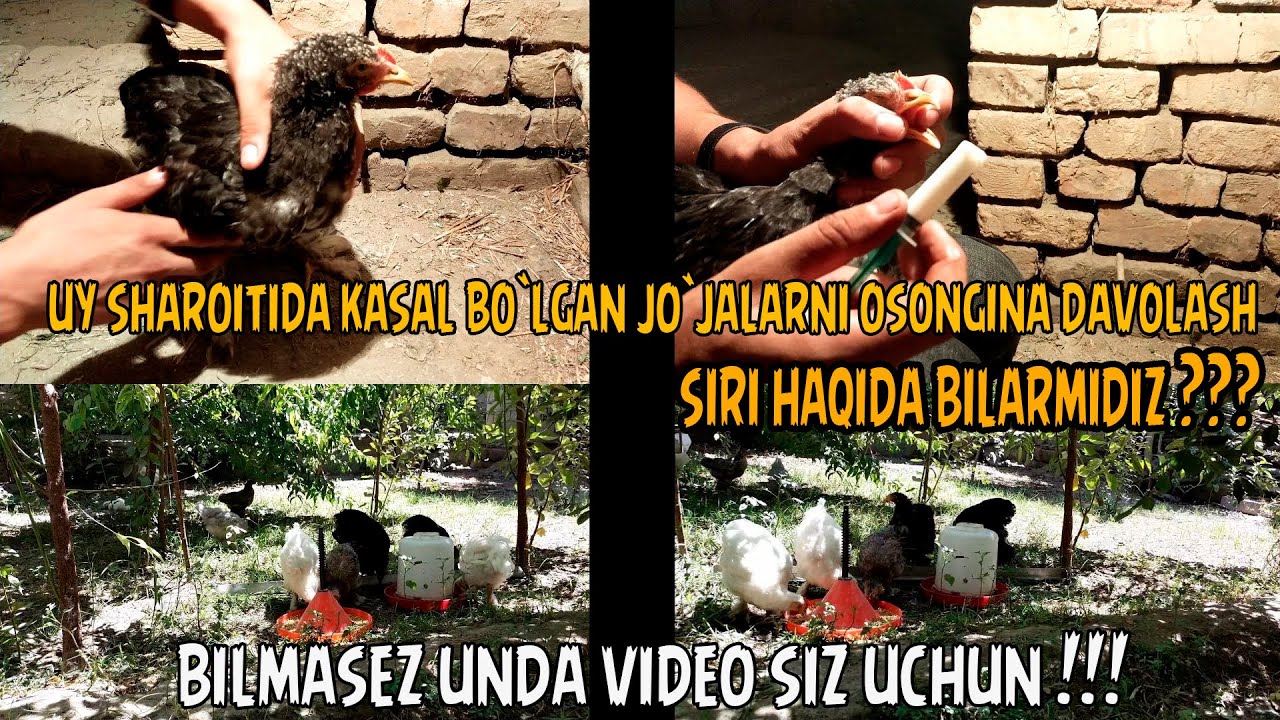 Jinsiy olatda oq nuqta bor