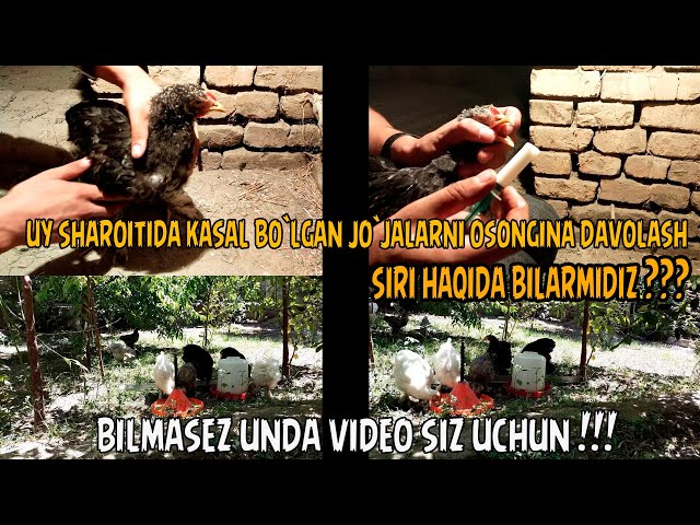 qizlarning oyoqlari orasida qalpoqchalar bor