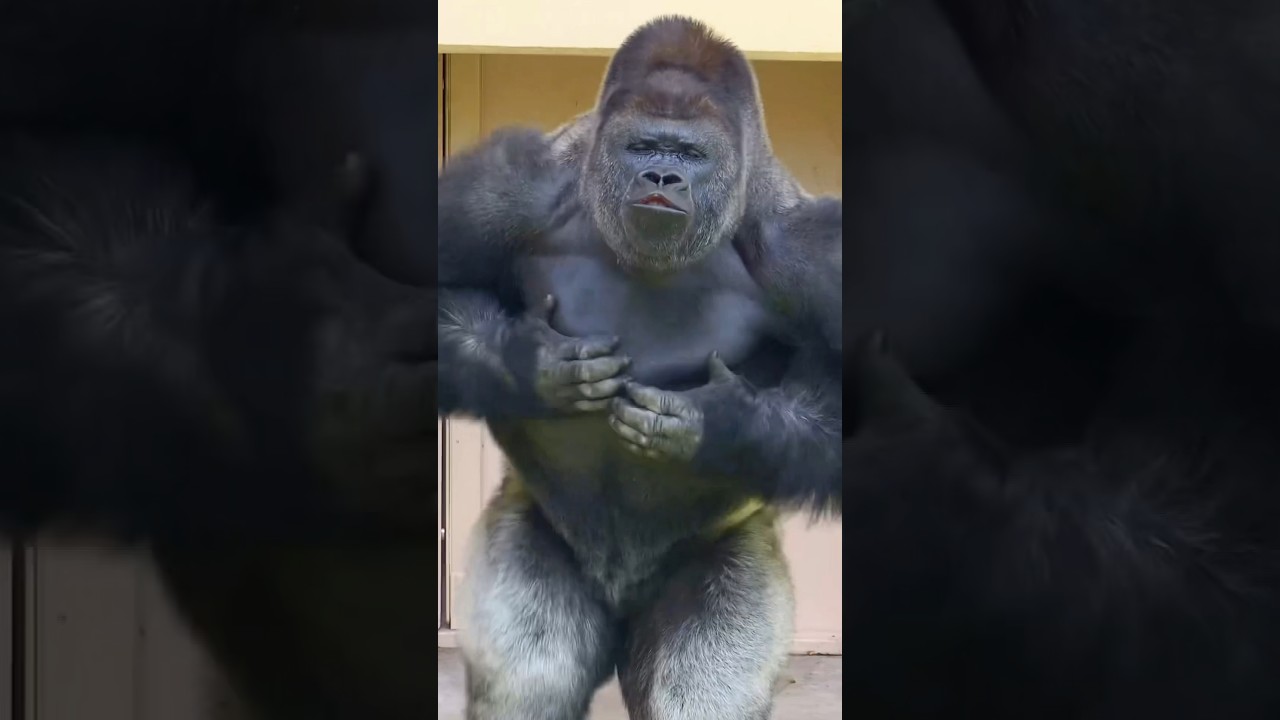 Before & After Animals Growing Up. Amazing Animal Transformation💥 