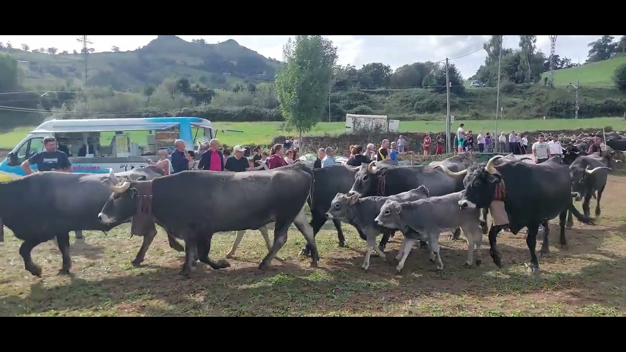 💢Las tudancas de Morante💢