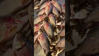 Jaraqui frito #amazonas #feiramanausmoderna #fishing #pescaria #shorts