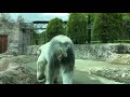 【iPhoneタイムラプス】とくしま動物園にいる同じ動きをするホッキョクグマ
