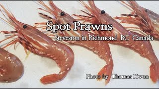 Spot Prawns / Steveston in Richmond, BC, Canada