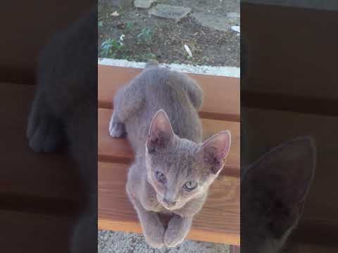 Free Cats MOS #cat #cats
