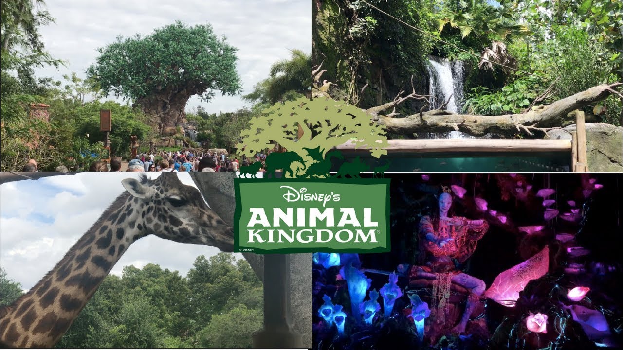 DISNEY WORLD'S ANIMAL KINGDOM VISUAL VLOG - YouTube