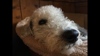 Playing with Puppy! Billy the Bedlington Terrier