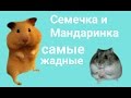 Уборка в клетках. Семечка и Мандаринка самые жадные)