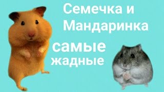 Уборка в клетках. Семечка и Мандаринка самые жадные)