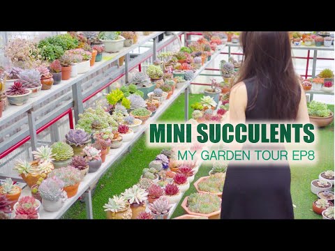 Video: Little Jewel Succulent Care: come coltivare piante succulente Little Jewel