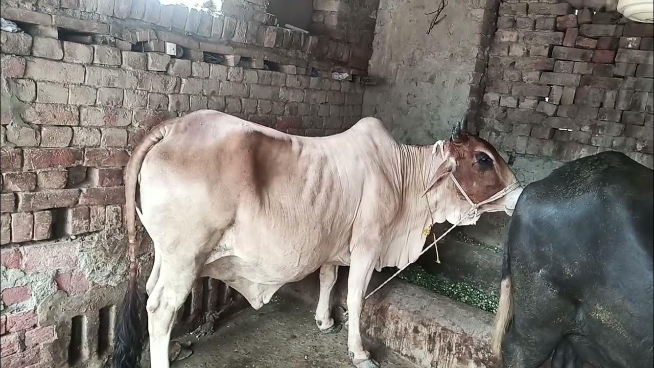 Drenching pneumonia in cow YouTube