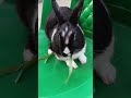The best therapist has fur and four legs ☺️☺️#animals #minivlog #explore #vlog #viral