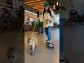 A female teen on a skateboard walking a capybara in Starbucks #shortvideo #shortsfeed #shorts