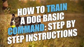 How To Train A Dog Basic Commands: Step by Step Instructions