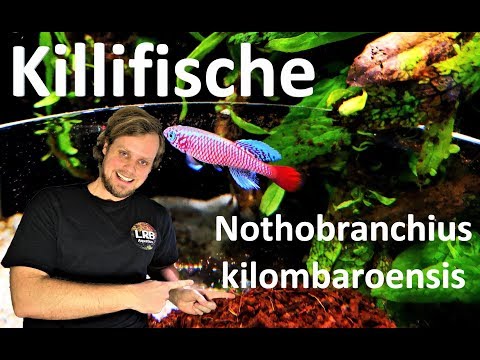 Video: Mandarinfische